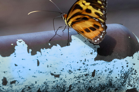 Iguassu Falls Waters Pilgrimage: Nature Meets Grace