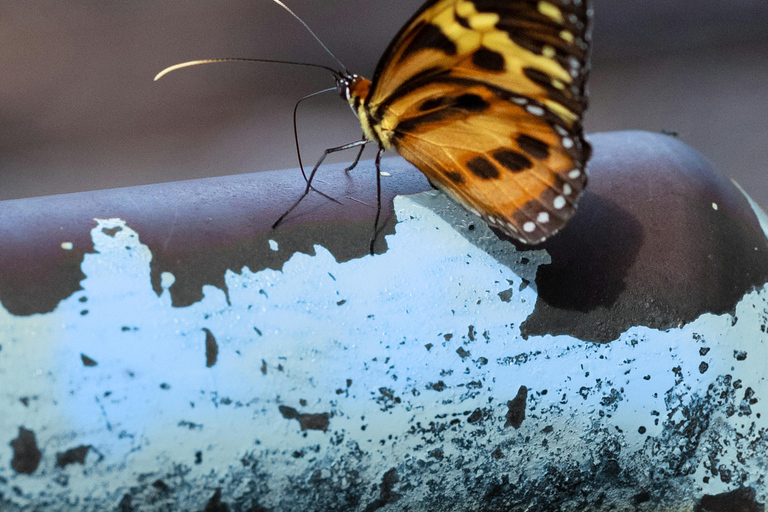 Iguassu Falls Waters Pilgrimage: Nature Meets Grace