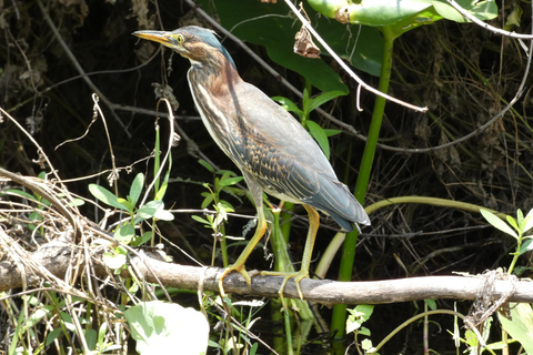 Orlando : Visite en petit groupe en kayak sur la rivière Wekiva