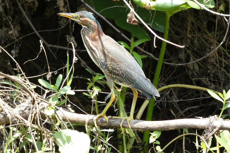 Orlando: Scenic Wekiva River Kayak Tour in kleine groep