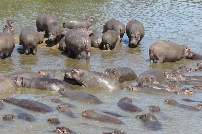 One Day Shared Ngorongoro Crater tour