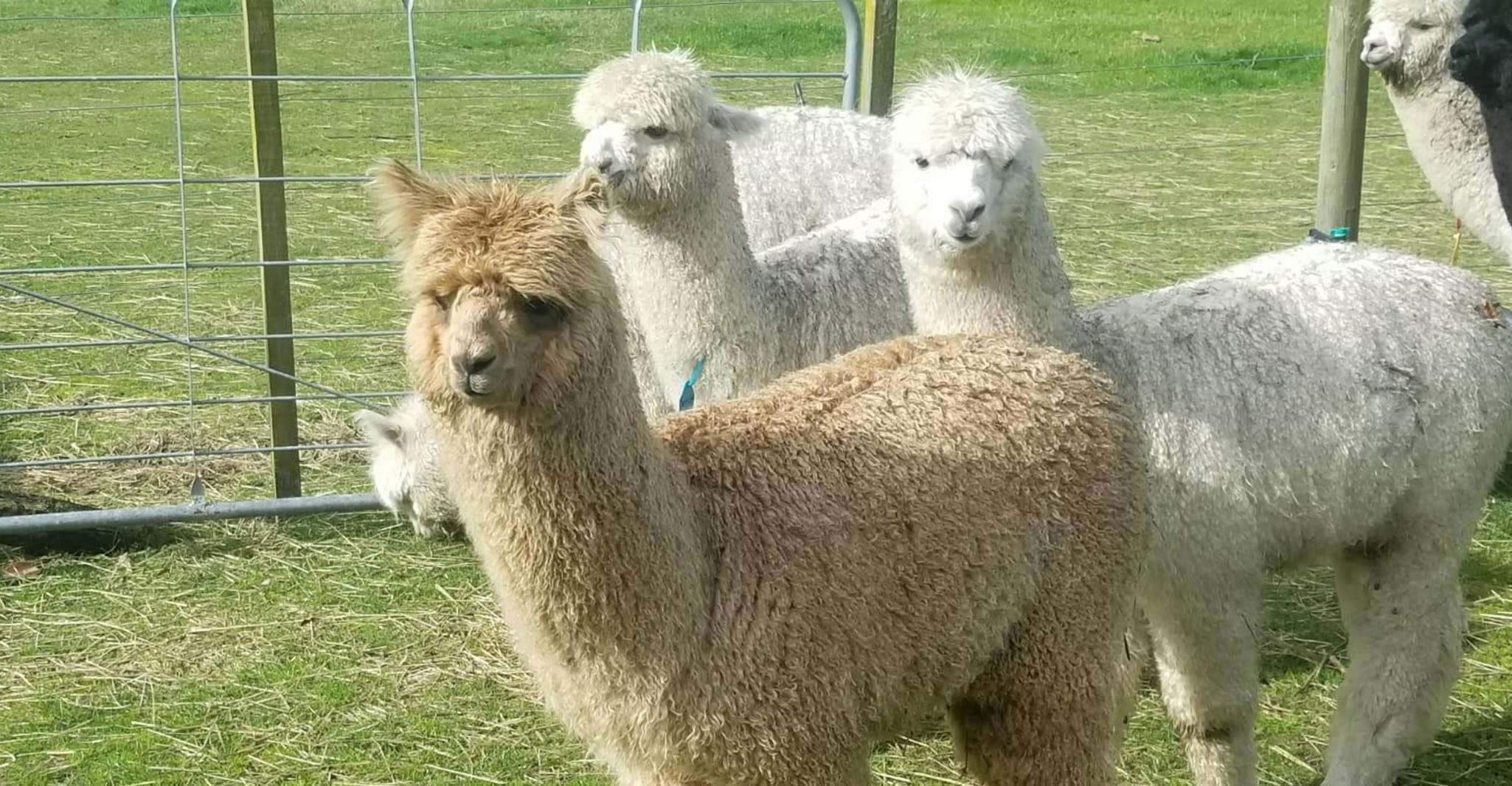 Classic Alpaca Tour in New Zealand - Housity