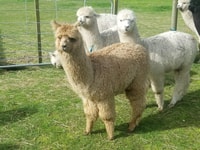 Classic Alpaca Tour in New Zealand - Housity