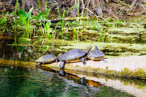 Silver Springs: Manatees, Monkeys, and Natural Spring Tour Luxury Wood Paddle Boards