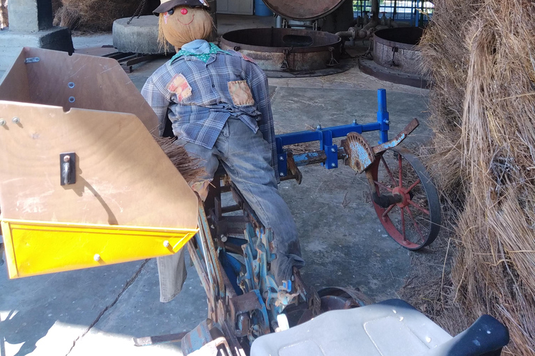 departing from Avignon, Classic lavender tour au depart d'Avignon, Classic lavender tour