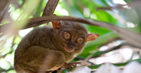 PREMIUM Bohol Countryside Day Tour from Cebu City