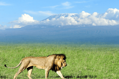 Safari di 5 giorni ad Amboseli, Tsavo West, Taita e Tsavo East