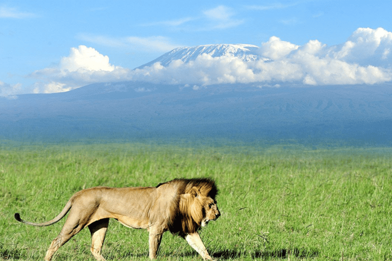 5-dagars safari till Amboseli, Tsavo West, Taita &amp; Tsavo East