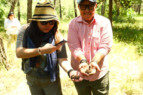 Trüffelsuche mit Verkostung in der Alta Murgia