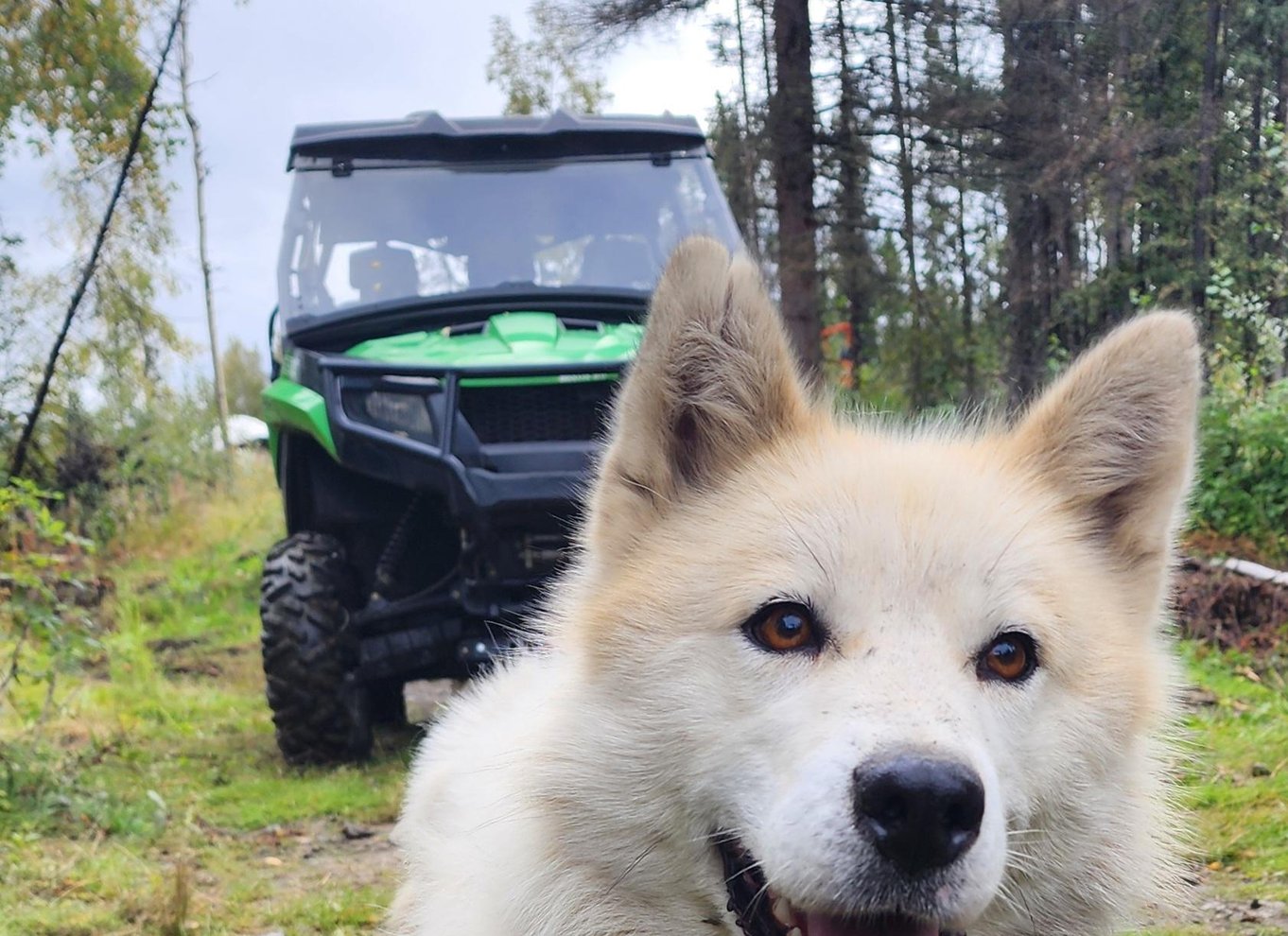 Fairbanks: Alaskas sommerslædehundeeventyr