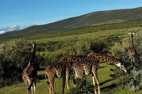 Nairobi: 3-Day epic trip to Maasai Mara Reserve with meals 3 days, 2 nights private safari to Mara in a tourist VAN
