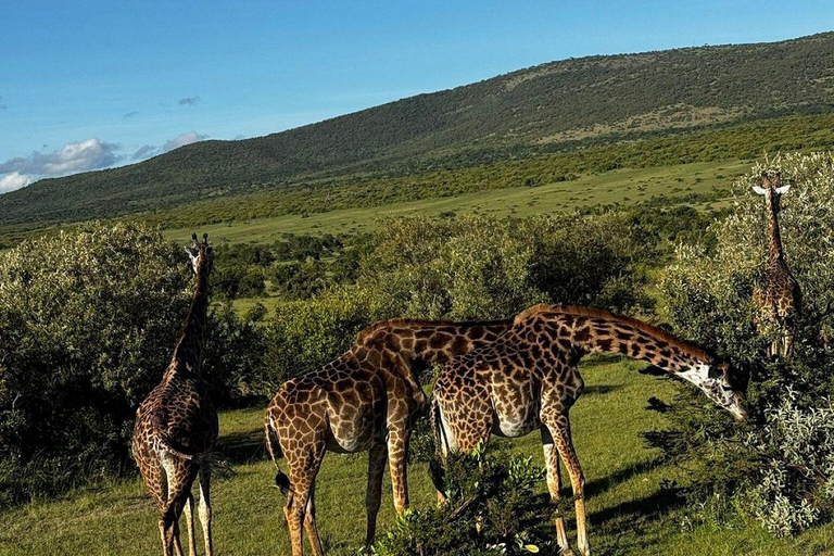 Nairobi: 3-Day epic trip to Maasai Mara Reserve with meals 3 days, 2 nights private safari to Mara in a tourist VAN