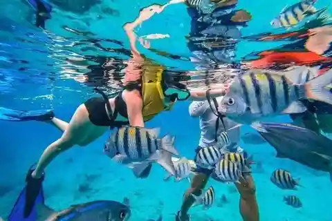 Playa del Carmen: Experiencia de snorkel en Cozumel