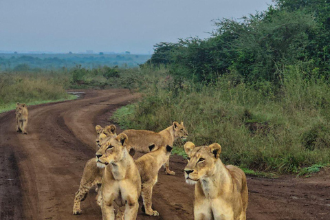 Nairobi National Park: Early Morning or afternoon adventure Early morning game drive in a Landcruiser JEEP