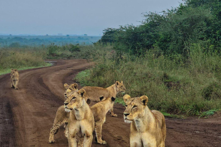 Nairobi National Park: Early Morning or afternoon adventure Early morning game drive in a Landcruiser JEEP