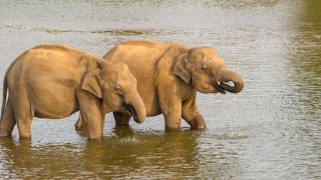 Minneriya: Minneriya National Park Privé-avondsafari