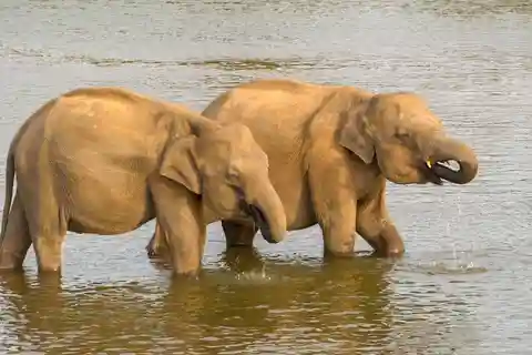 Minneriya: Minneriya National Park Private Evening Safari