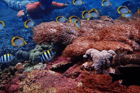 Bali: całodniowa wycieczka Nusa Lembongan - nurkowanie z rurkąNusa Lembongan - całodniowa wycieczka z nurkowaniem z rurką