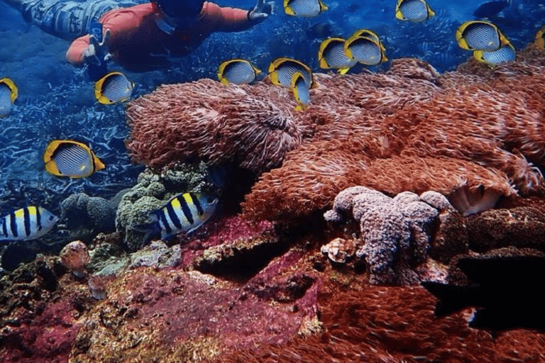 Bali: całodniowa wycieczka Nusa Lembongan - nurkowanie z rurkąNusa Lembongan - całodniowa wycieczka z nurkowaniem z rurką