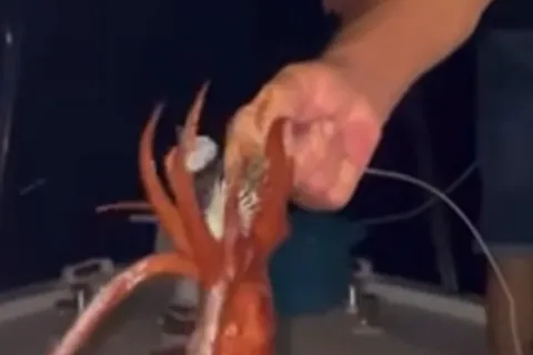 From Lipari: Squid fishing
