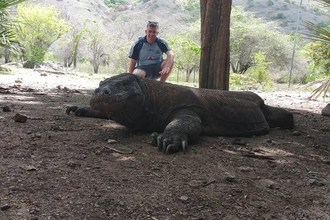 Bali: Komodoön Dagsutflykt till Komodo-ön med flyg från Bali