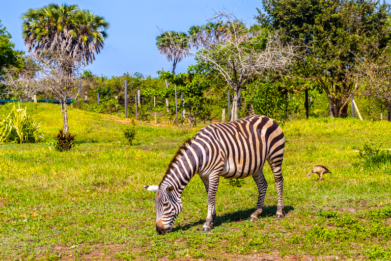 Exploring Nature's Treasures: A Private Day Trip in Diani Exploring Nature's Treasures: A Day Trip in Diani