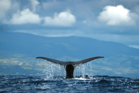 Whale and Dolphin Watching with Vila Franca Islet Visit