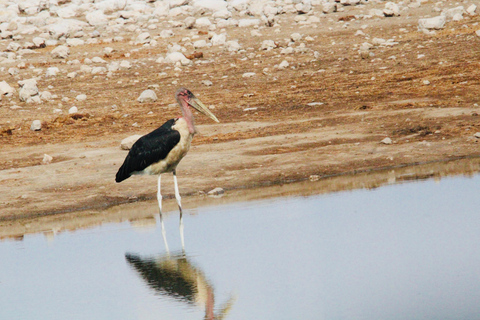 Windhoek: 3-Day Guided Safari in Etosha with Lodge