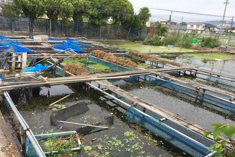 Yamato-Koriyama: Ganztägiges privates Goldfisch-Erlebnis