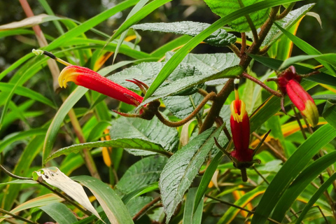 Guagua Pichincha: Trek or climb an active volcano! En/Deu/Es