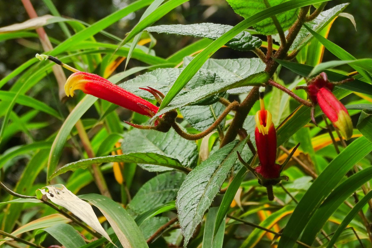 Guagua Pichincha: Trek or climb an active volcano! En/Deu/Es