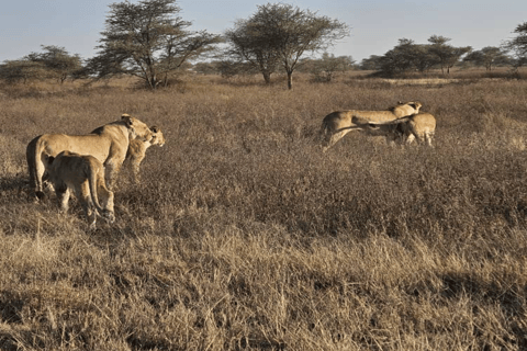 4-Day Safari Tour to Tarangire, Serengeti & Ngorongoro