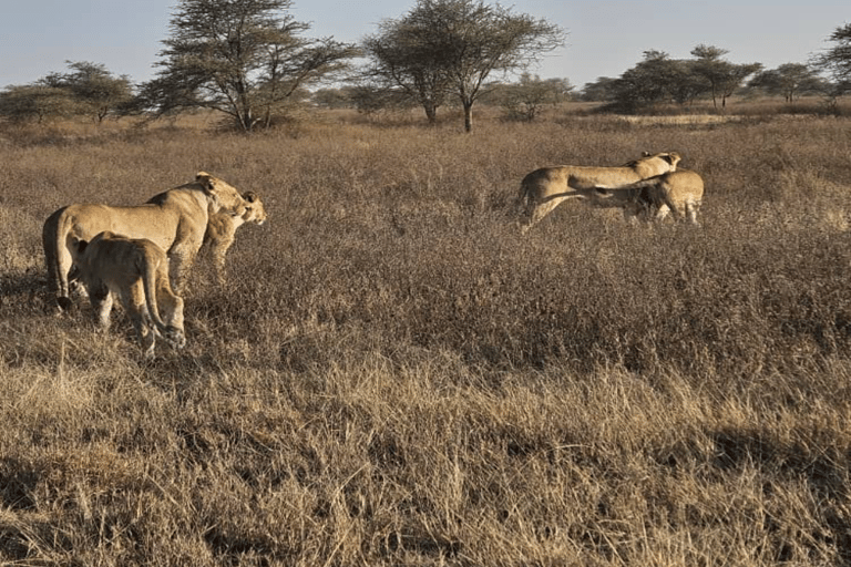 4-Day Safari Tour to Tarangire, Serengeti & Ngorongoro