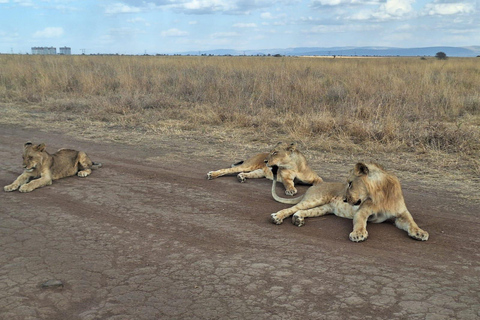 Nairobi National Park Half-Day Game Drive With Free Pick Up