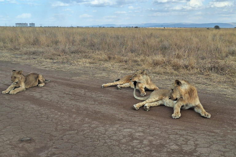 Nairobi National Park Half-Day Game Drive With Free Pick Up