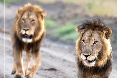 Uganda: 7-Day Wildlife & Primate Safari Adventure
