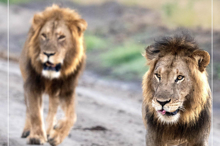 Uganda: 7-Day Wildlife & Primate Safari Adventure