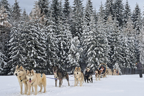 1.5-Hour Private Dog Sledding Tour in Harghita County
