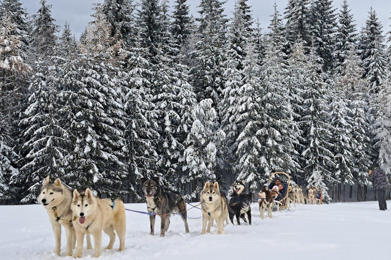 1.5-Hour Private Dog Sledding Tour in Harghita County