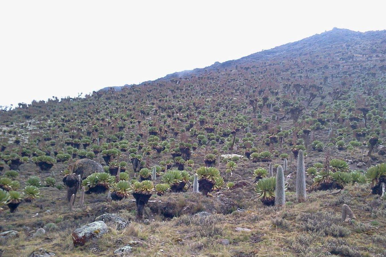 4 Tage Mt. Kenia Klettersafari