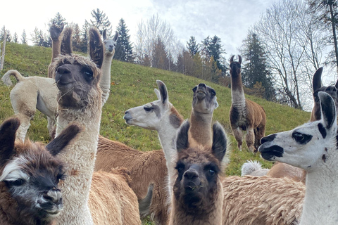 Triesenberg: Vandra med lamor i bergen