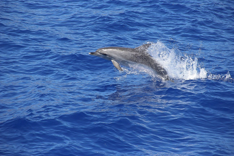 Depuis Funchal : excursion en catamaran au coucher du soleil