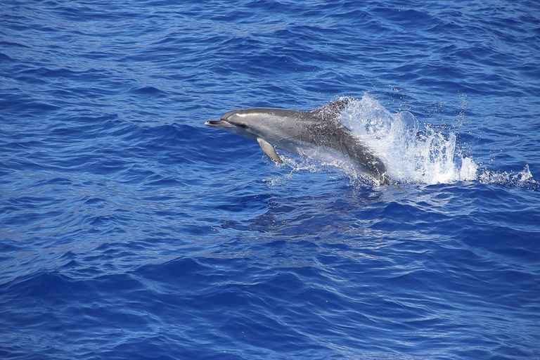 Från Funchal: Rundtur med katamaran vid solnedgången