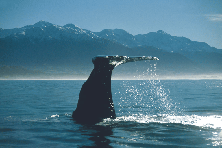Christchurch: Kaikoura Whale Watching Day Tour