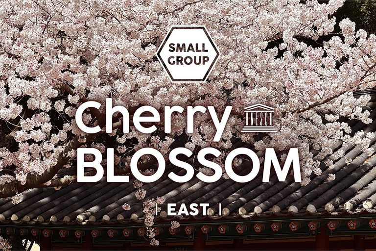 Ost-Jeju-Kirschblüte, Mandarinenpflücken Kleingruppentour