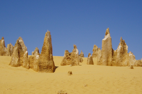 From Perth: Pinnacles, Sandboarding and Lobster Private Tour