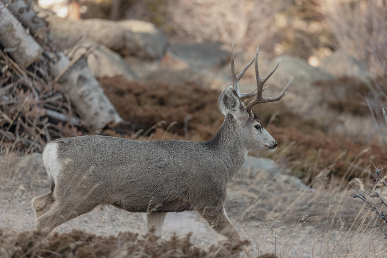 Rocky Mountain National Park: Private Hike to Emerald Lake