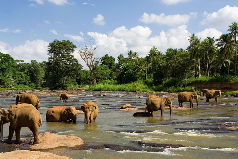 Colombo to Pinnawala & Kandy – Private Cultural Day Tour