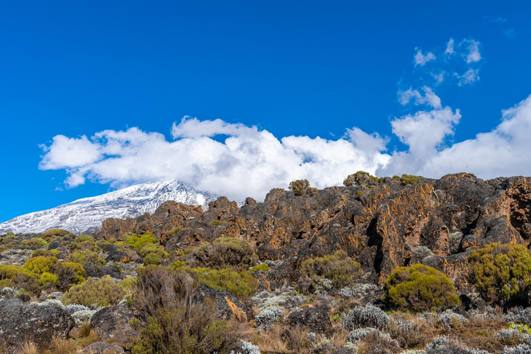 Kilimanjaro: 7-Day Lemosho Route Trek with Airport Transfers