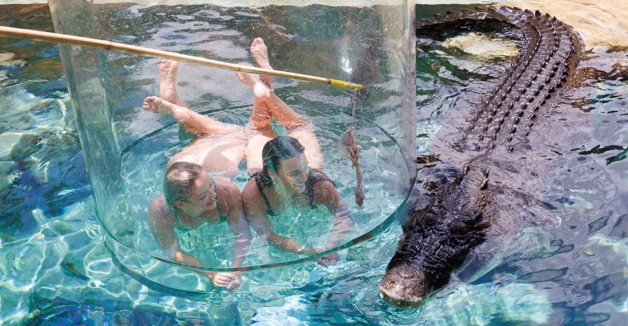 "Cage Of Death" Crocodile Swim and Entry to Crocosaurus Cove - Housity